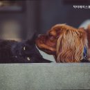 닥터에이스 동물병원 | 수원 망포동 동몰병원 닥터에이스동물병원 망포동 닥터에이스 추천