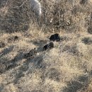 더마레 104 이미지