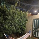 과랑펠롱민박 제주커플가족독채 이미지