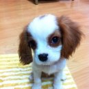 콩이 Daum카페