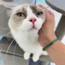 미유펫 강아지분양 고양이분양 부천점 이미지