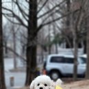 금비펫살롱 이미지