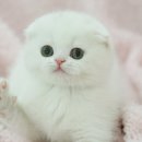 고양이 발바닥 이미지