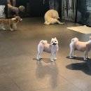 피터펫카페 이미지