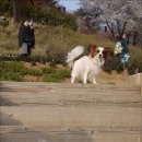 서대문구 안산 벚꽃 축제 이미지