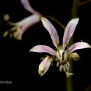 백선 이미지
