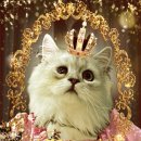 고양이 미용실 이미지