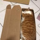 일편