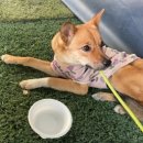 도그파크랜드 이미지