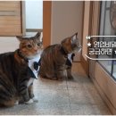 바다냥이네 이미지