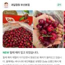 IBK기업은행 부산지역본부 | 부산과일모찌 맛집 과일정원 딸기시즌 딸기모찌 딸기라떼 추천 후기