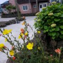 제주편백휴낭 이미지