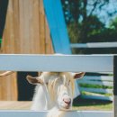 정우성목장 이미지