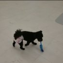 포포퍼피 이미지