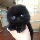 도그캐슬 이미지