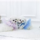 사랑애견샵 이미지