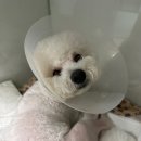 더클래스동물메디컬센터 | 분당 더클래스 동물메디컬 센터 강아지 슬개골 수술 후 퇴원까지 🏥