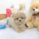 꽃보다강아지 이미지