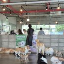 카페 몽몽 | 김포 구래동 애견카페 카페몽몽 솔직 후기 | 상주견 많고 돌봄도 가능한 곳