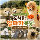 소중목장 | 제주도 동물 먹이주기 체험 도치돌알파카목장 내돈내산 솔직후기