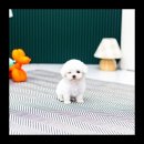 배곧애견샵 이미지