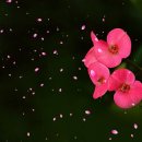 강문경 - 여자이니까 이미지