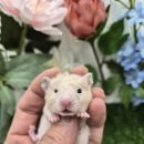 패러그린샵 명지점 이미지