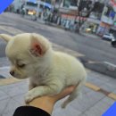 버디독 강아지분양 안심분양센터 시흥점 이미지