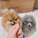 휴먼아이케어 이미지