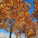 원주시립중앙도서관 | 단풍이 예쁜 원주시립중앙도서관