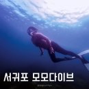 스쿠비다이브 | 제주 서귀포 프리다이빙 “모모다이브” 체험다이빙 후기!