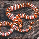 [펭펭소년]산 페드로 킹스네이크 (Lampropeltis z. agalma ) 이미지