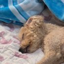 나비덴탈 | 최근 잘 사용하는 노견 물품 후기