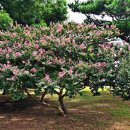 효정공원 이미지