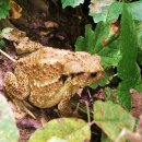 금두꺼비 이미지