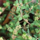 털땅빈대[Euphorbiaceae (대극과) ＞ Euphorbia (대극속) ＞ hirta (털땅빈대)] 이미지