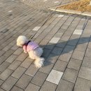 펫티슈추천 한 장으로 커버 가능한 댕그라운드 펫 바디티슈 후기