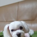 알리에 이미지