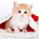 아이사랑 동물병원 이미지