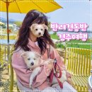 씨유 경주황성대로점 | 강아지와 함께 봄에 떠난 경주 1박2일 여행