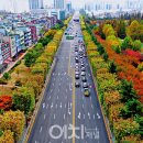 황금빛 가로수길 이미지