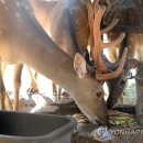 경보사슴 이미지