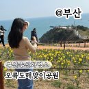 개화 | 부산 오륙도 수선화 명소 해맞이공원 주차 실시간개화 후기