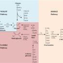 Re: Re: Re: Role of advanced glycation end products in cellular signaling 이미지