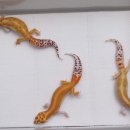 오렌지렙타일