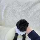 봉산동 강아지 이미지