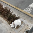 멍멍아 산책가자 이미지