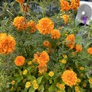 메리골드 이미지