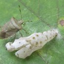 광덕4리 이미지