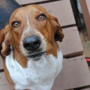 바셋하운드 이미지